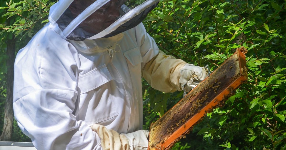 US Beekeepers Lost 39.9% of Colonies This Year, Down From Two Straight Years Above 55%