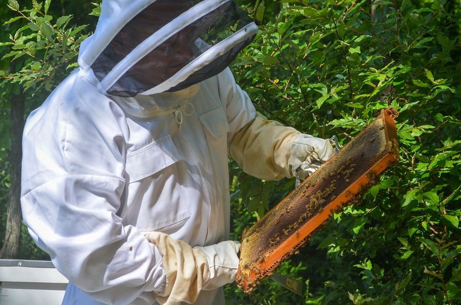 Beekeepers Lost 40% of Their Colonies Last Year. That Counts as an Improvement.