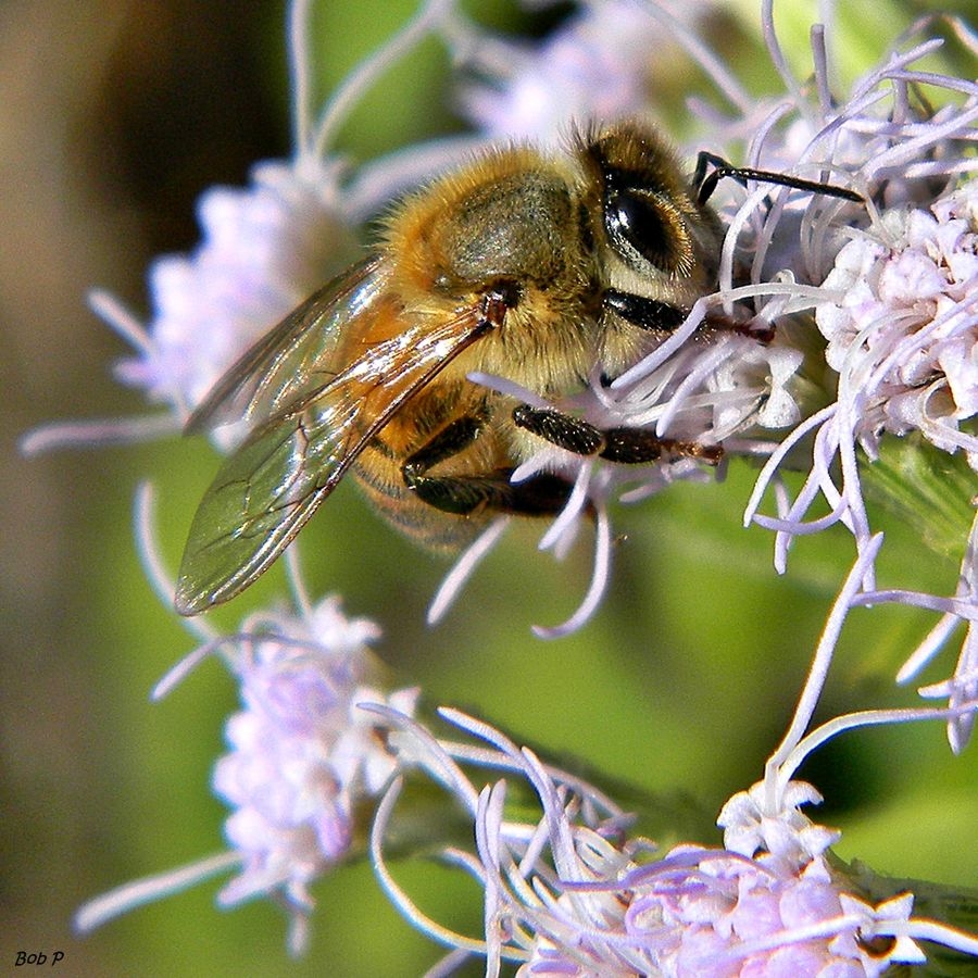 Low Doses of a Common Pesticide Leave Bumblebees Alive but Reproductively Damaged