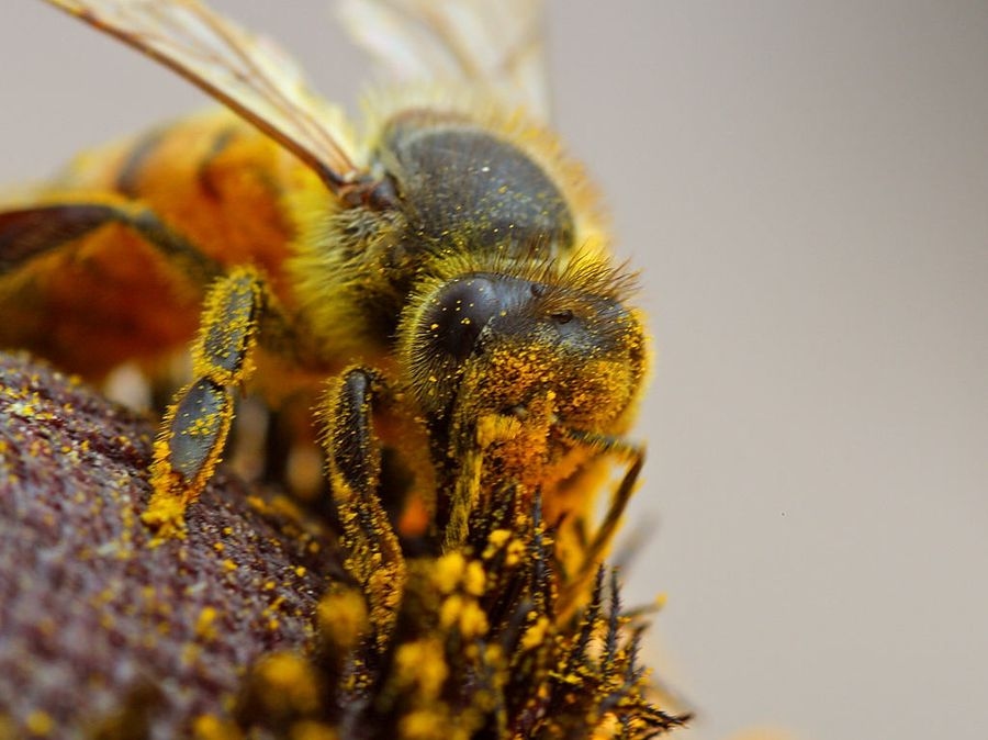 A Pesticide Passes Every Safety Test—Then Silently Shuts Down Bee Reproduction