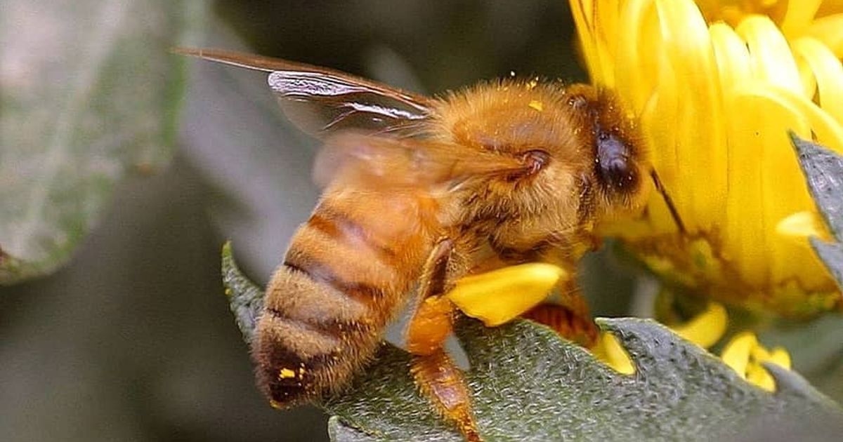 A honeybee resting on a cluster of small flowers