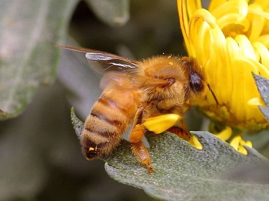 A honeybee resting on a cluster of small flowers