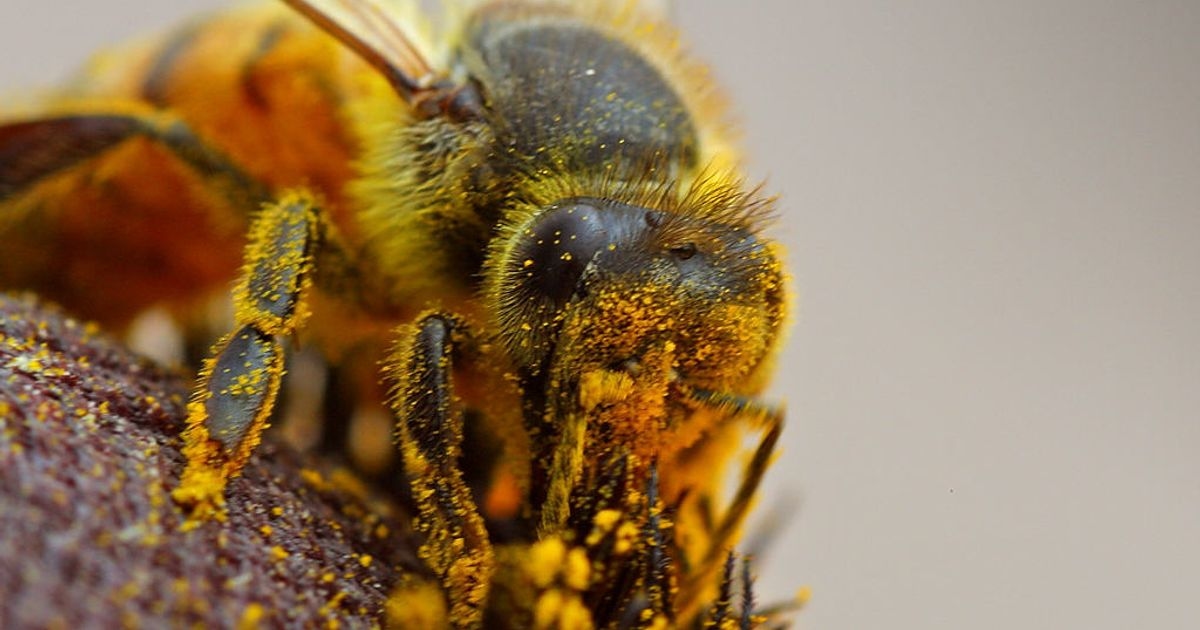A Pesticide Passes Every Safety Test—Then Silently Shuts Down Bee Reproduction